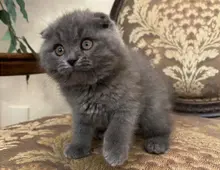 Süße Scottish Fold-Kätzchen