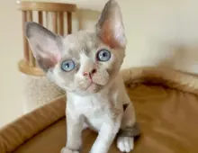 Süße Devon Rex Kätzchen