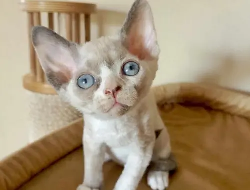 Süße Devon Rex Kätzchen