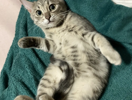 Silber -  Bengal - Kitten 