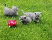 Süße Scottish Fold-Kätzchen .,