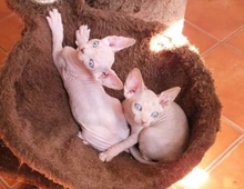 Süße Sphynxkatze vcvx