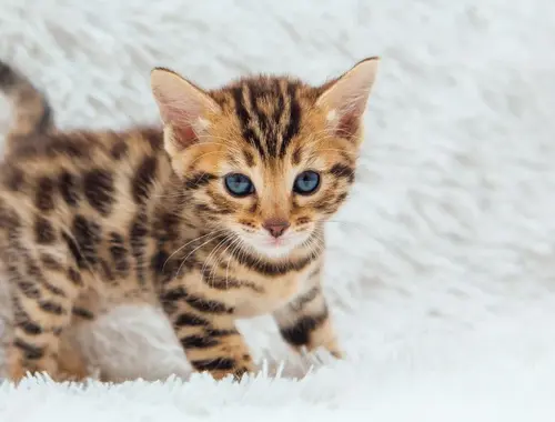 Reinrassige Bengal Kitten