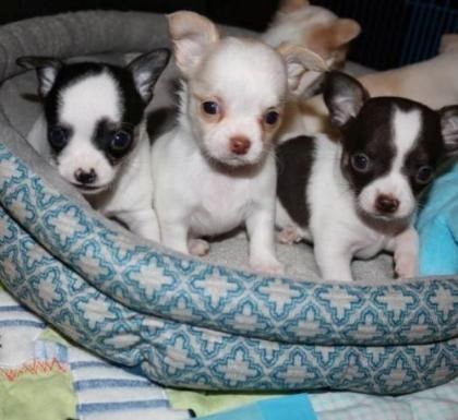 Gesund Mini Chihuahua Welpen