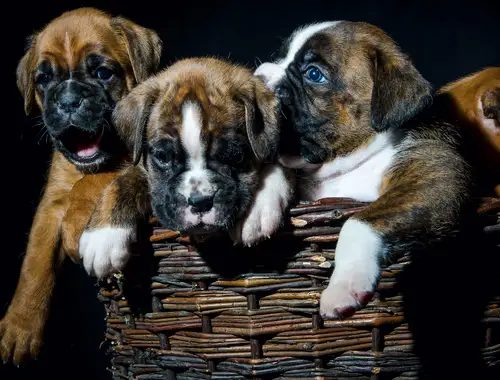 Wunderschöne Boxer Welpen mit Ahnentafel