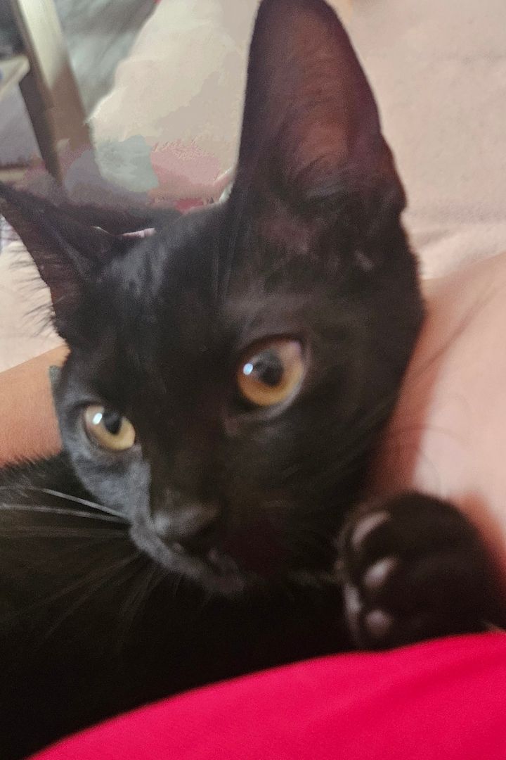 Katzen suchen ein zu Hause