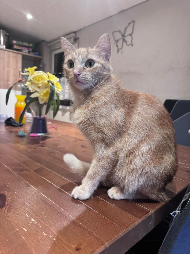 Katzen suchen ein zu Hause