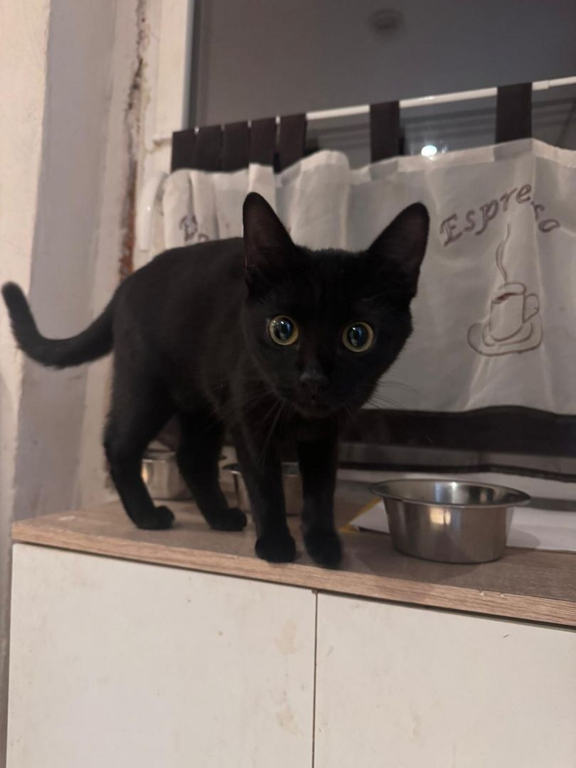 Katzen suchen ein zu Hause