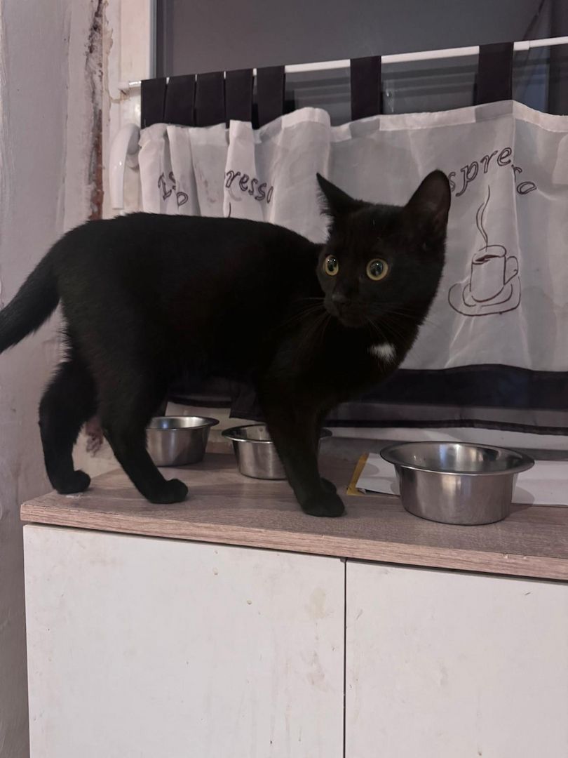 Katzen suchen ein zu Hause