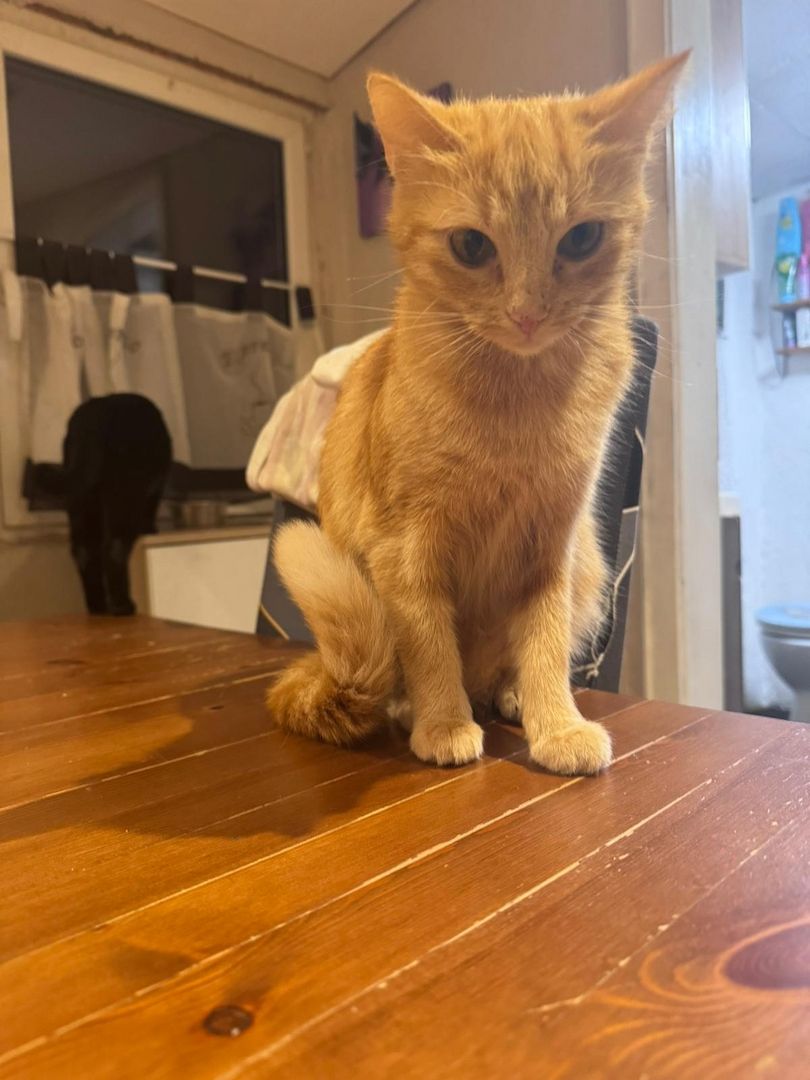 Katzen suchen ein zu Hause