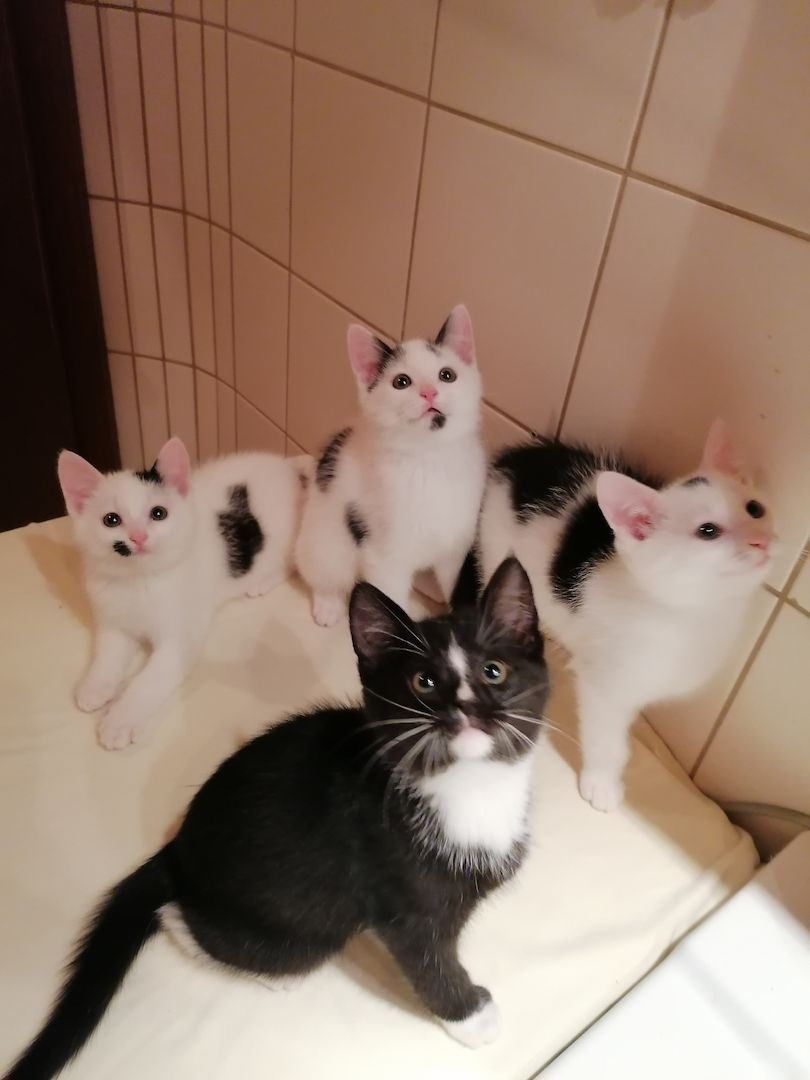 Kitten Katzenbaby Katzenwelpen Handaufzucht