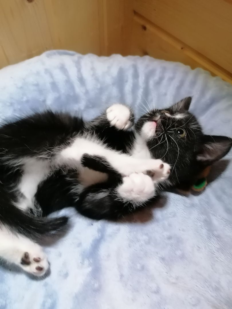 Kitten Katzenbaby Katzenwelpen Handaufzucht