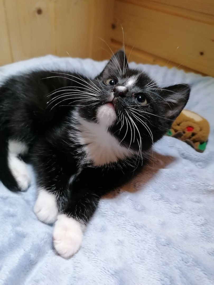 Kitten Katzenbaby Katzenwelpen Handaufzucht