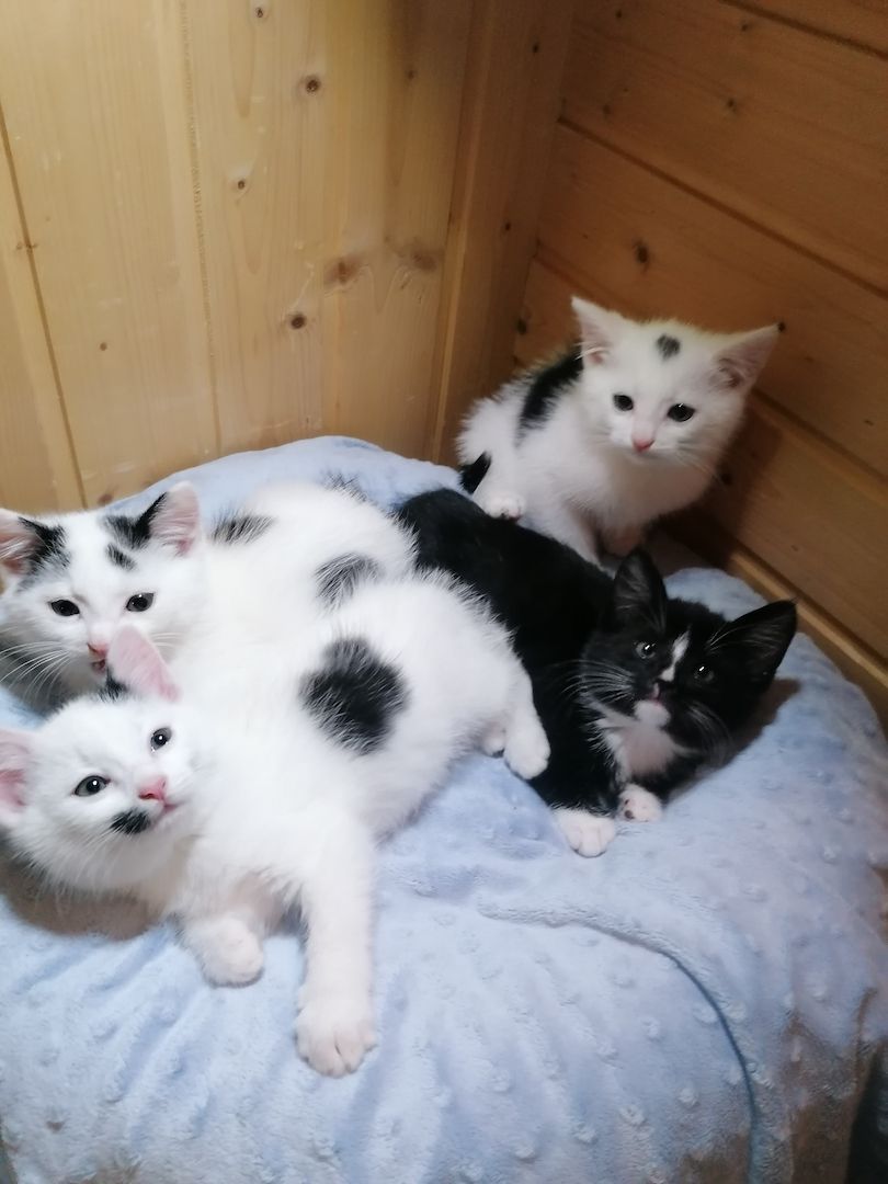 Kitten Katzenbaby Katzenwelpen Handaufzucht