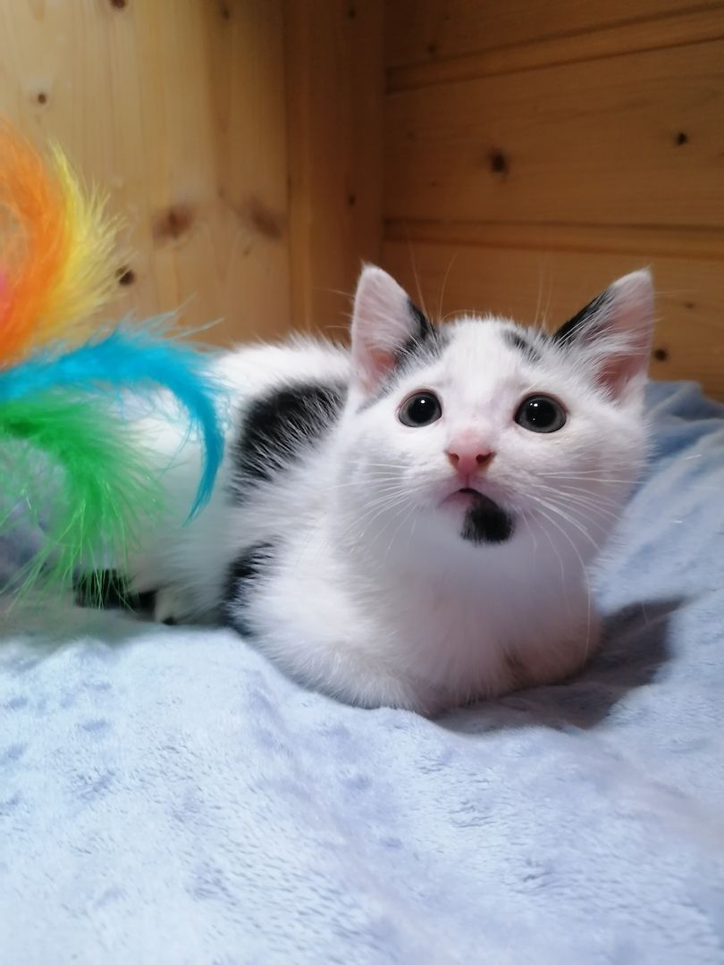 Kitten Katzenbaby Katzenwelpen Handaufzucht