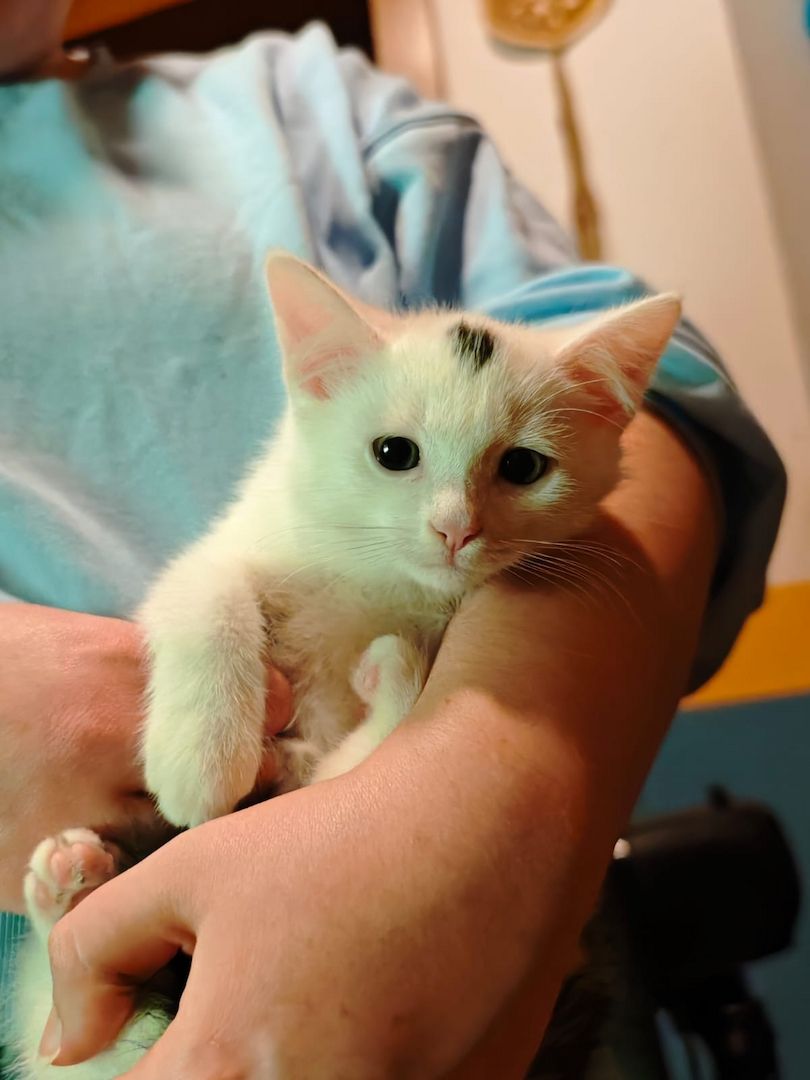 Kitten Katzenbaby Katzenwelpen Handaufzucht