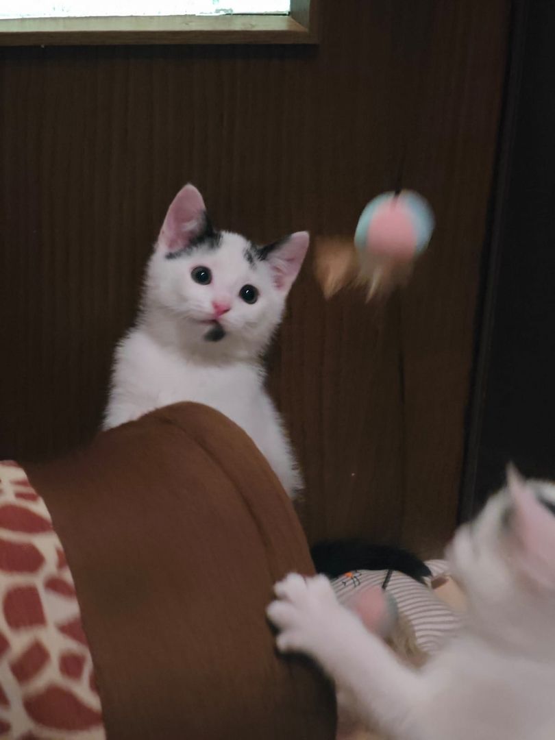 Kitten Katzenbaby Katzenwelpen Handaufzucht