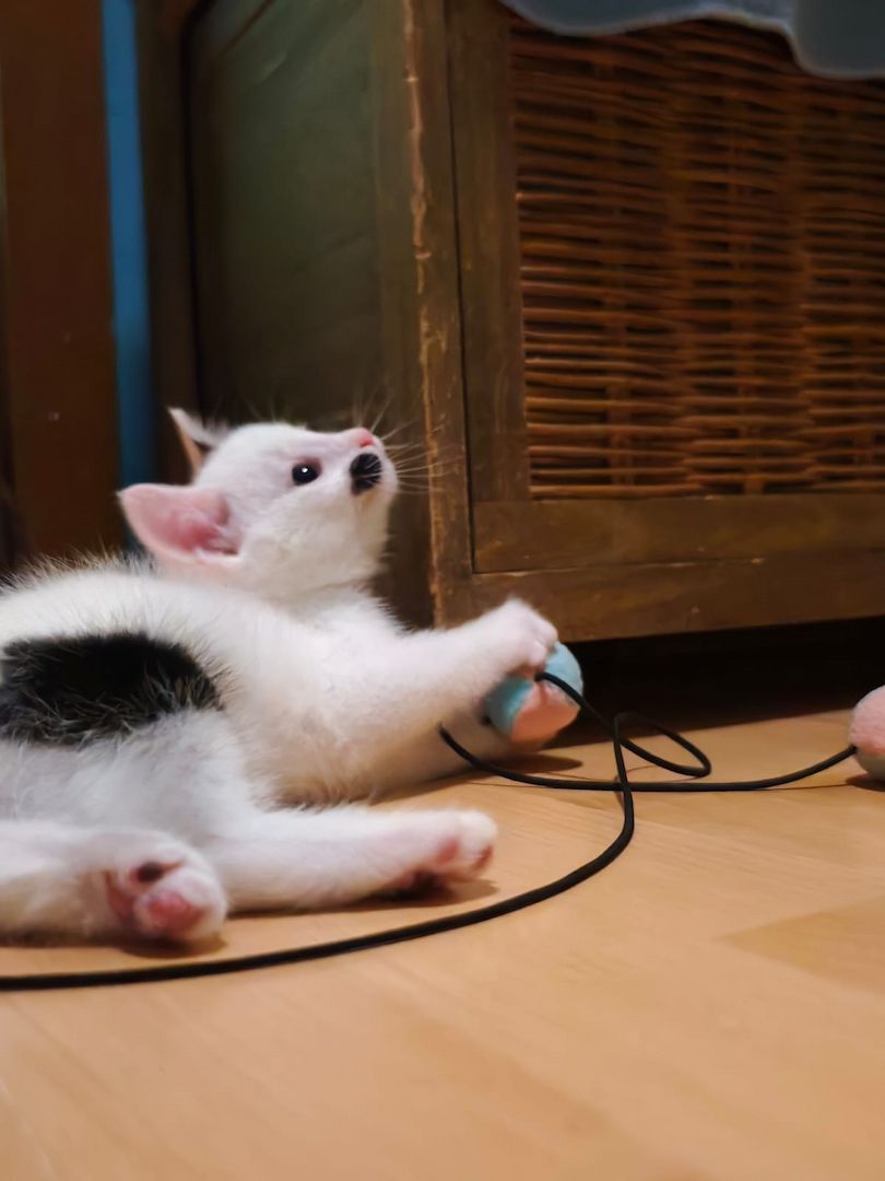 Kitten Katzenbaby Katzenwelpen Handaufzucht