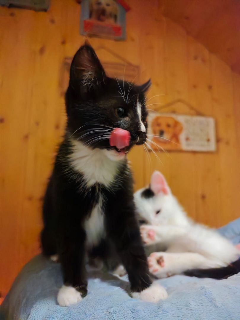 Kitten Katzenbaby Katzenwelpen Handaufzucht