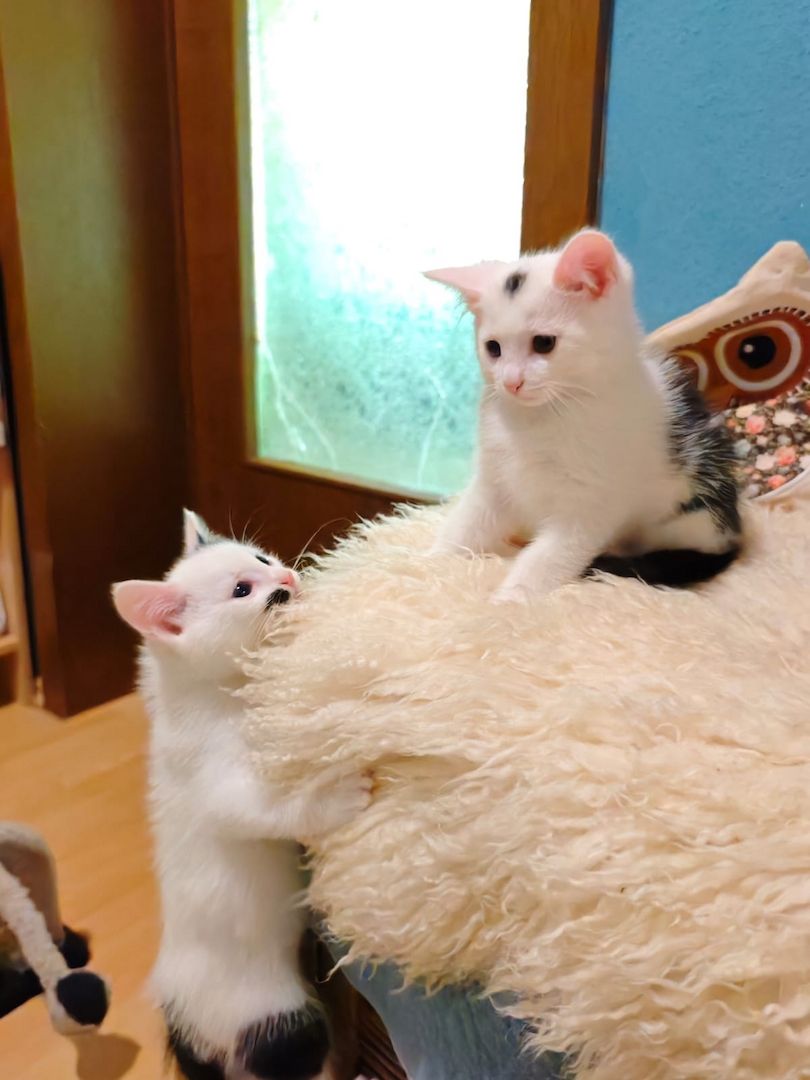 Kitten Katzenbaby Katzenwelpen Handaufzucht