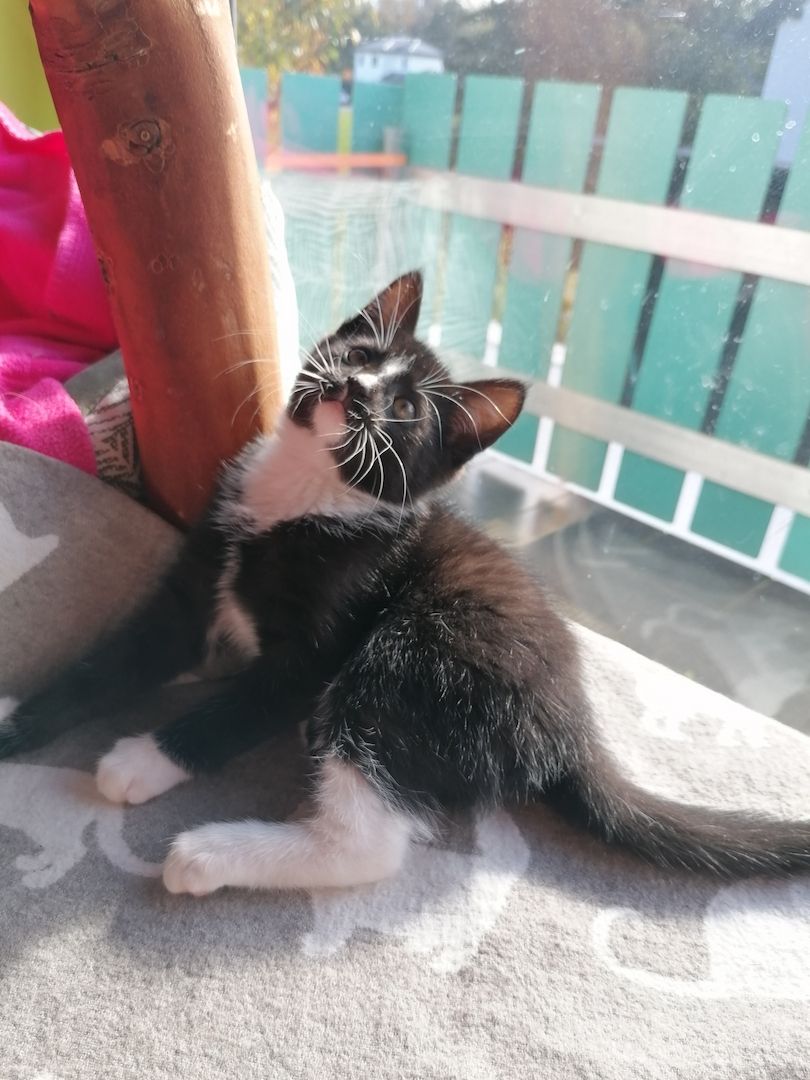 Kitten Katzenbaby Katzenwelpen Handaufzucht