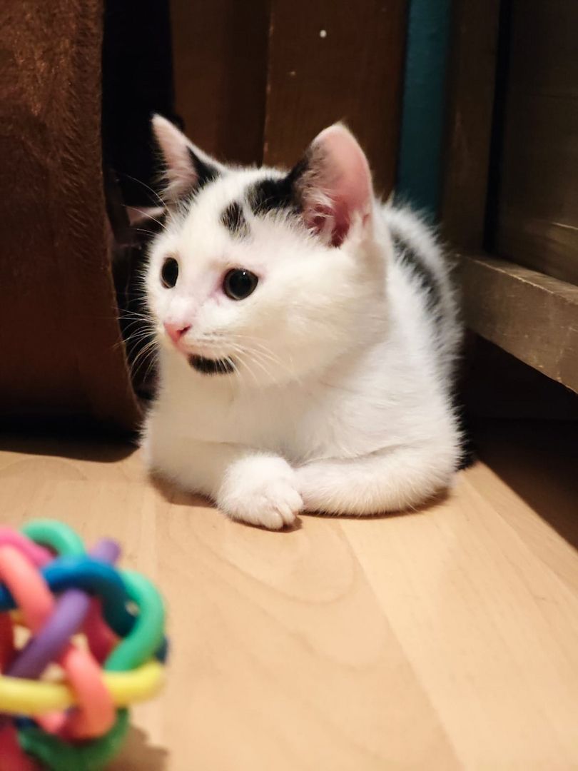 Kitten Katzenbaby Katzenwelpen Handaufzucht