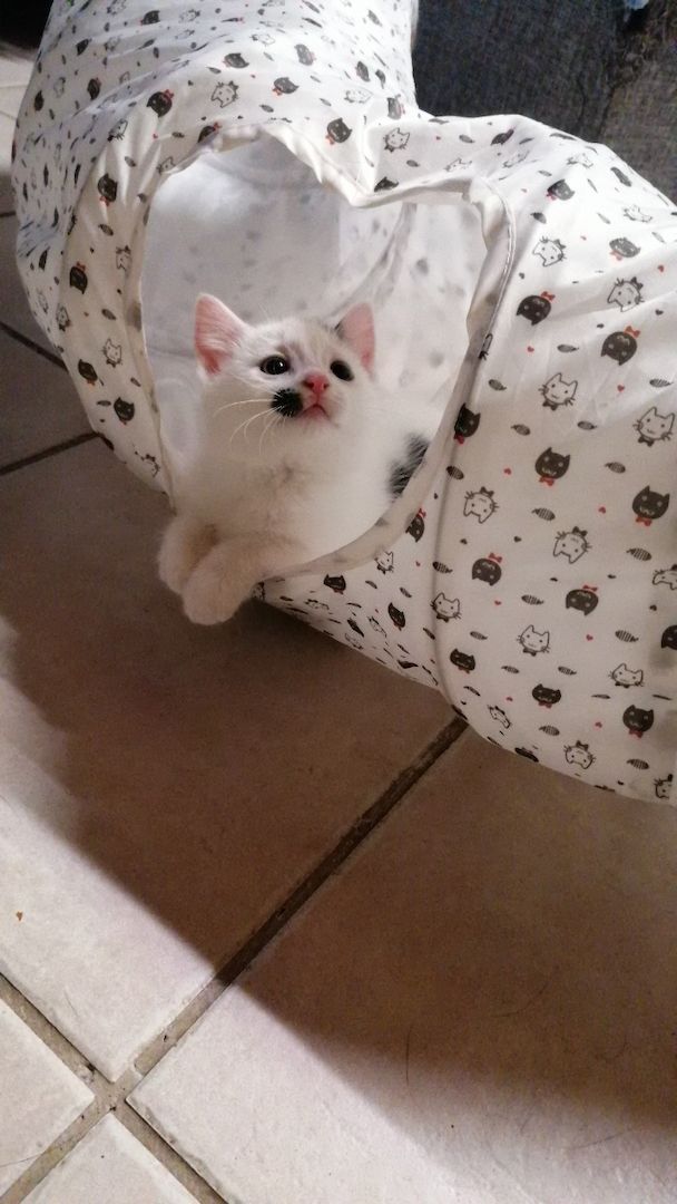 Kitten Katzenbaby Katzenwelpen Handaufzucht