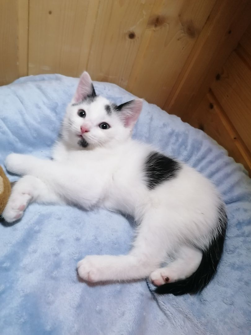 Kitten Katzenbaby Katzenwelpen Handaufzucht