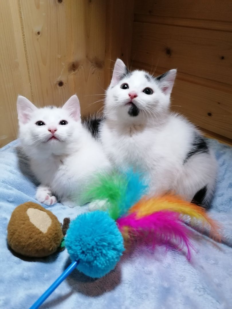 Kitten Katzenbaby Katzenwelpen Handaufzucht