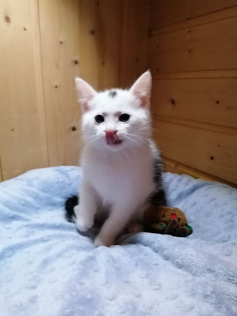 Kitten Katzenbaby Katzenwelpen Handaufzucht