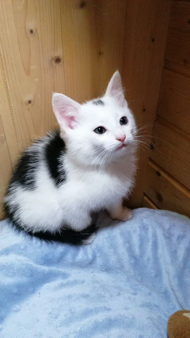 Kitten Katzenbaby Katzenwelpen Handaufzucht