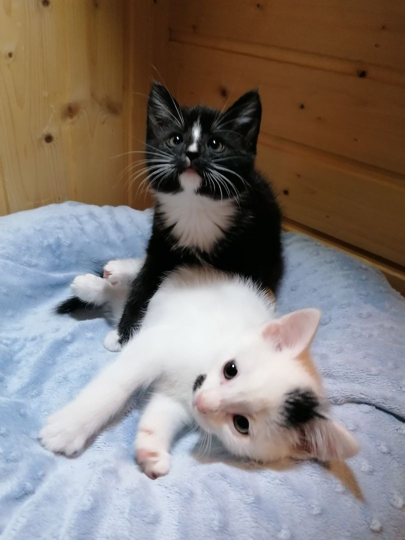 Kitten Katzenbaby Katzenwelpen Handaufzucht