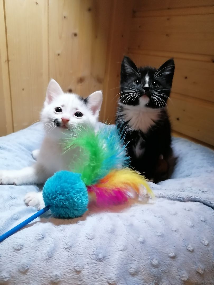 Kitten Katzenbaby Katzenwelpen Handaufzucht