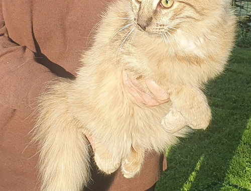 Mäschen (evt. mit Grizabella) Norwegische Waldkatze amber non-agouti (bernsteinfarben)