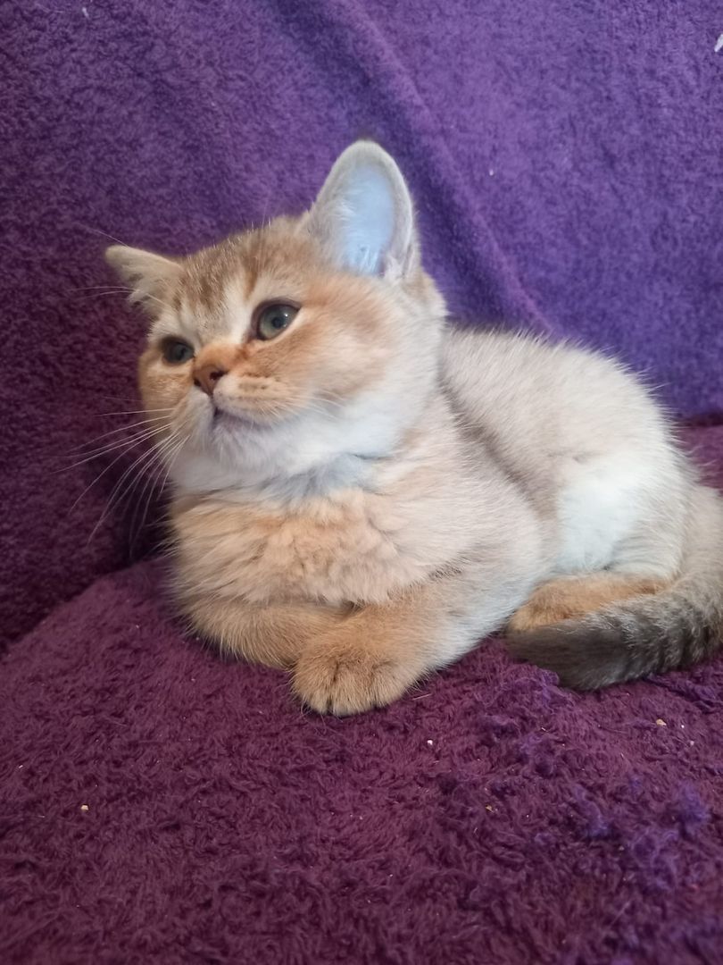 Britisch kurzhaar Creme & Blau