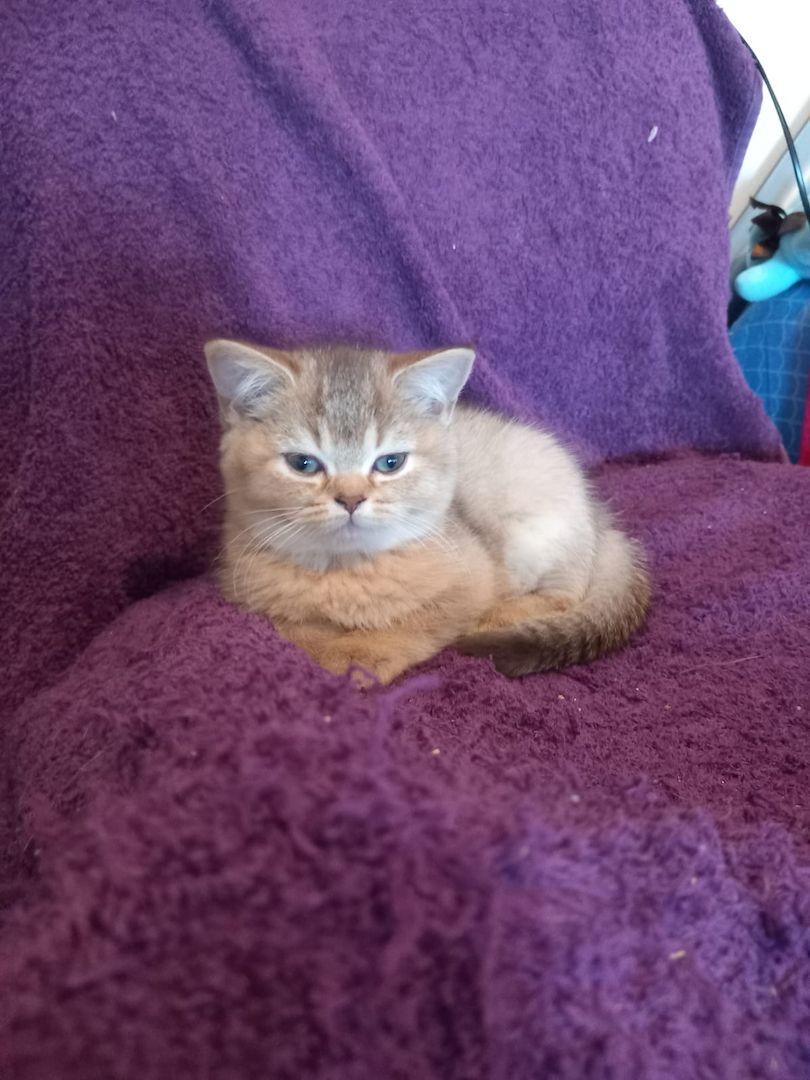 Britisch kurzhaar Creme & Blau