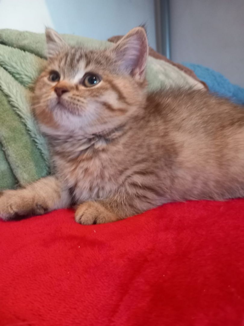 Britisch kurzhaar Creme & Blau