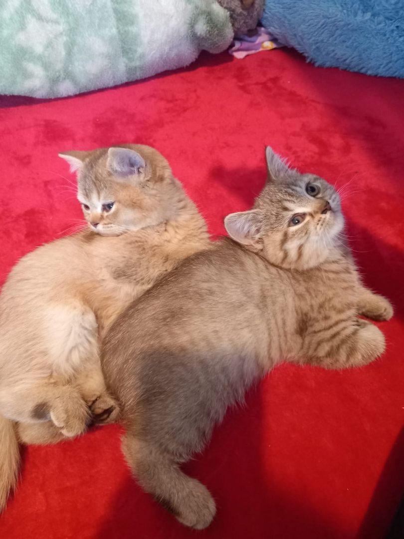 Britisch kurzhaar Creme & Blau