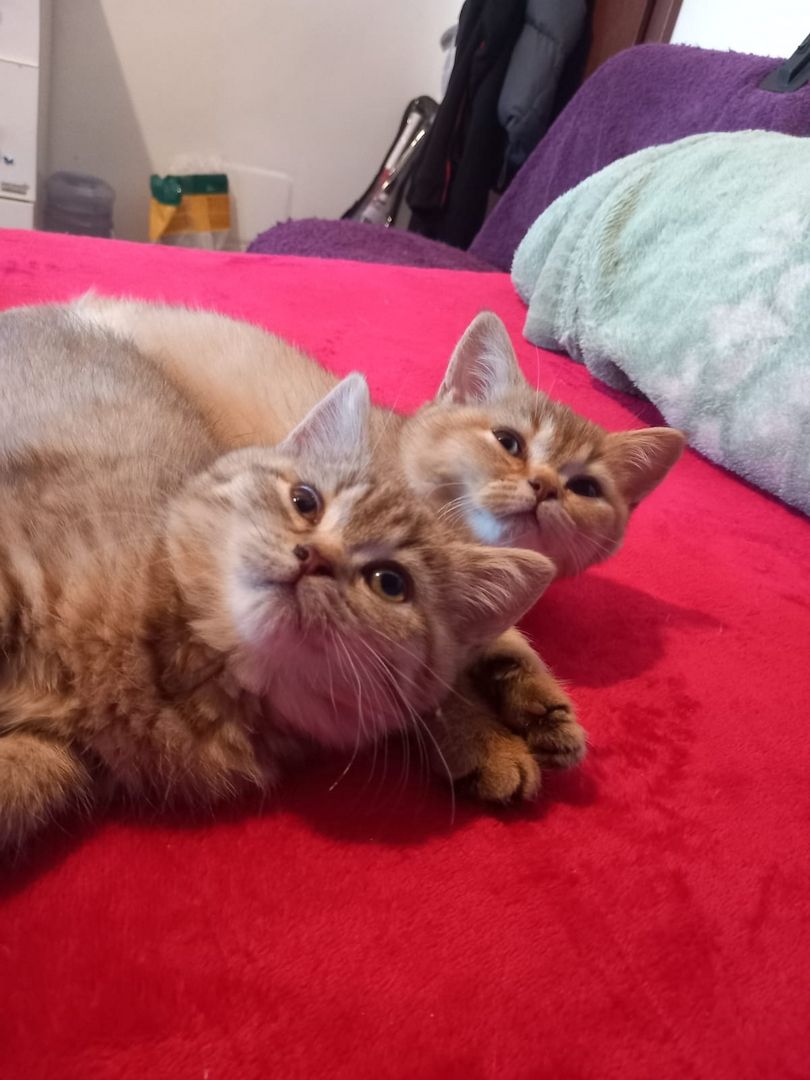 Britisch kurzhaar Creme & Blau