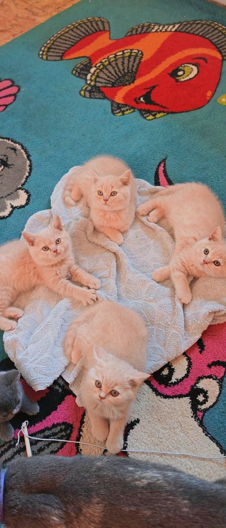 Britisch kurzhaar Creme & Blau!