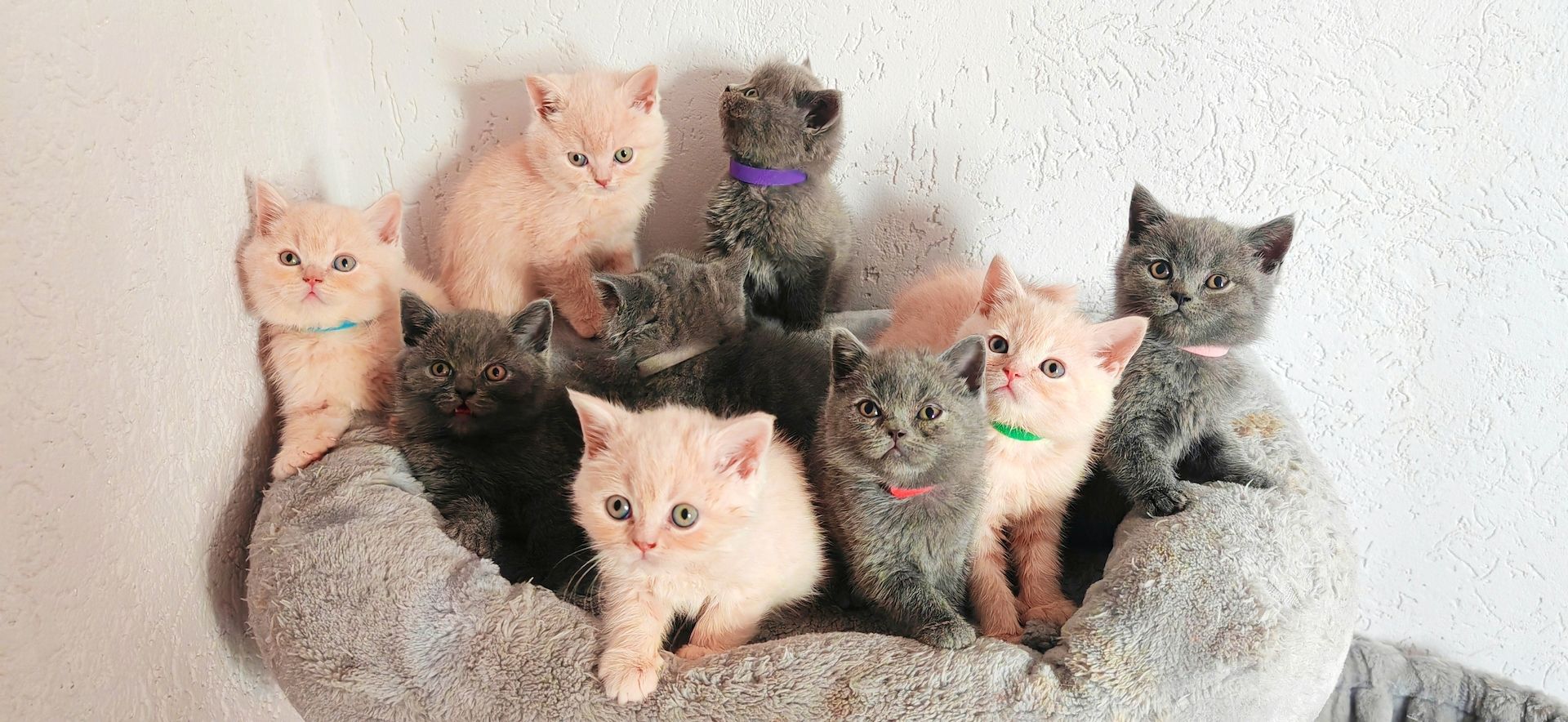 Britisch kurzhaar Creme & Blau!