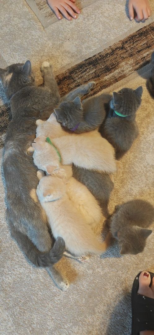 Britisch kurzhaar Creme & Blau!