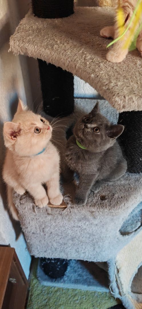 Britisch kurzhaar Creme & Blau!