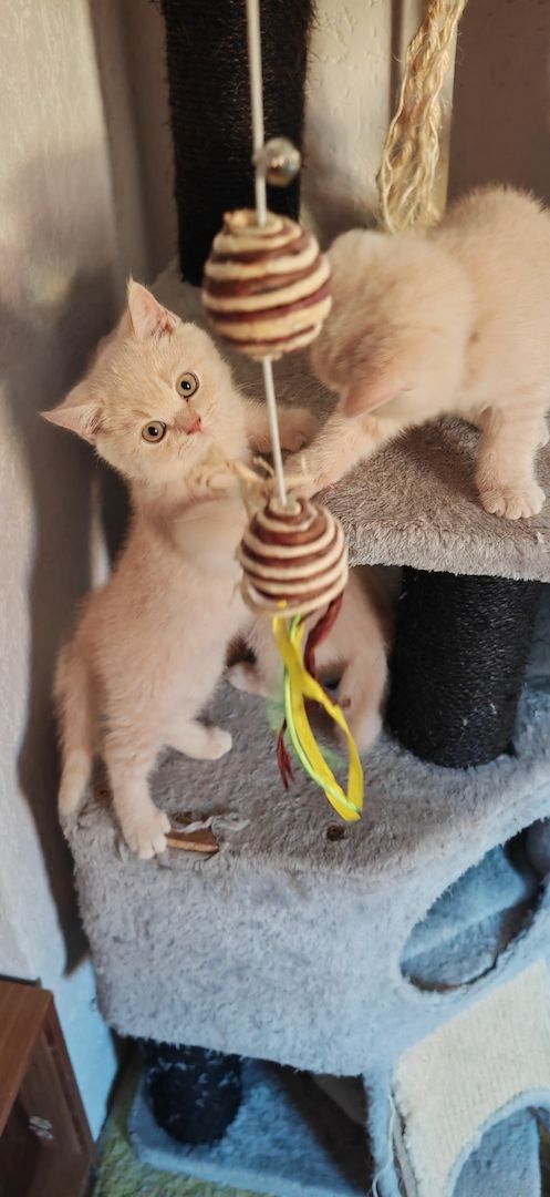 Britisch kurzhaar Creme & Blau!