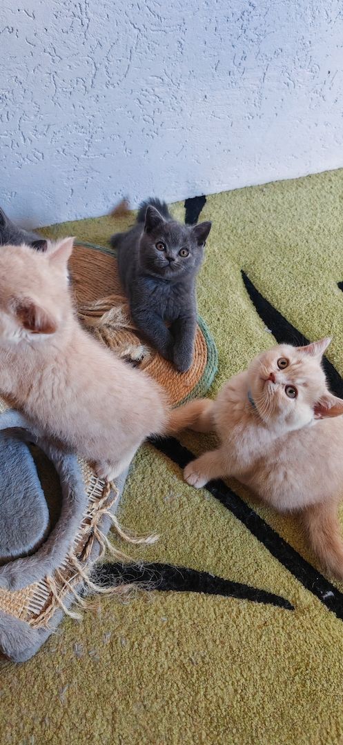 Britisch kurzhaar Creme & Blau!