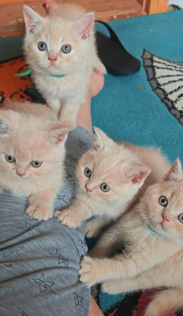 Britisch kurzhaar Creme & Blau!