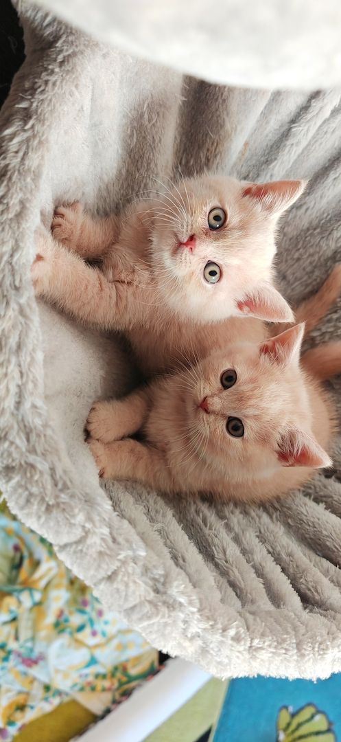 Britisch kurzhaar Creme & Blau!