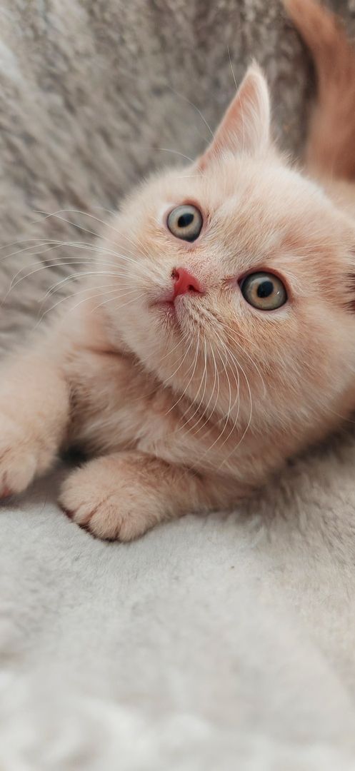 Britisch kurzhaar Creme & Blau!