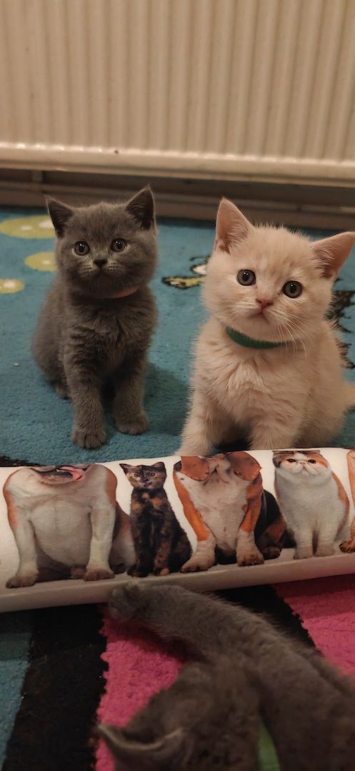 Britisch kurzhaar Creme & Blau!