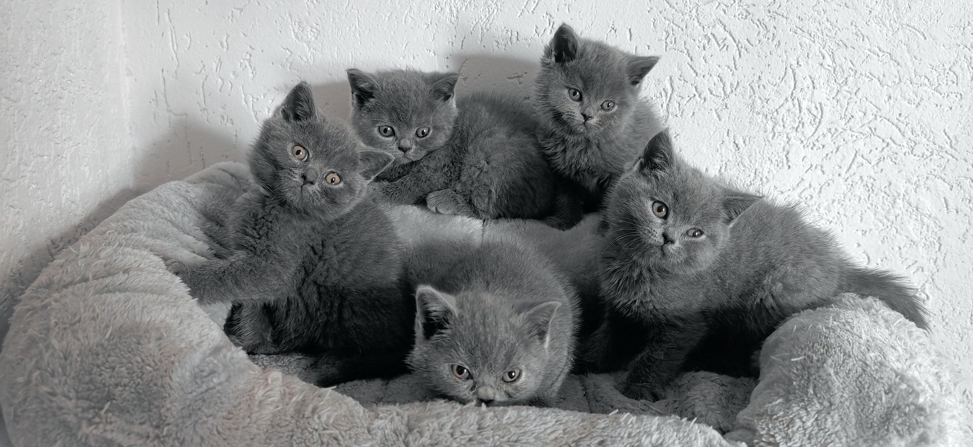 Britisch kurzhaar Creme & Blau!